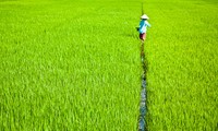 Le village maraîcher de Tra Que, une destination à ne pas manquer au Vietnam 