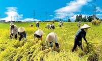 TPP: le delta du Mékong accélère sa restructuration agricole