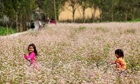 Les fleurs de sarrasin de Hà Giang à Hanoï 