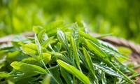 Le thé: l’or vert de Tuyên Quang