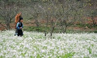 Môc Châu, un plateau fleuri toute l’année