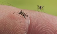 Au moins quatre cas infectés du virus Zika en Grande-Bretagne