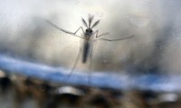 Virus Zika : 18 mois avant les premiers essais cliniques de vaccins