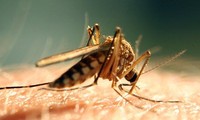 Chine : deux nouveaux cas du virus Zika confirmés
