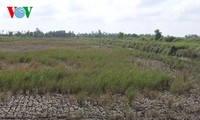 Mesures d’urgence pour lutter contre la salinisation dans le delta du Mékong