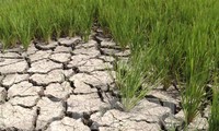 Aide d’urgence aux zones touchées par la sécheresse et la salinisation