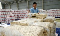 Doper les exportations de noix de cajou