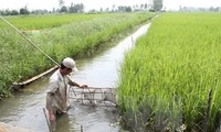 Alterner élevage des crevettes et culture du riz, un modèle qui fait ses preuves
