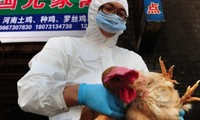 Le virus de la grippe aviaire a subi une mutation, selon l'OMS