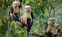 Animaux menacés d’extinction au Vietnam