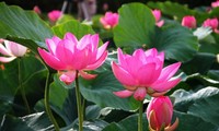Lotus et ses bienfaits