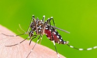 Les moustiques au Vietnam