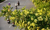 Les fleurs d’astonia à Hanoi