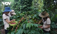 La consommation de café au Vietnam