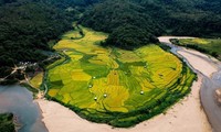 Saison dorée sur les rizières en terrasse de Kon Tum