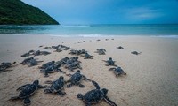 Short film urges for sea turtles protection