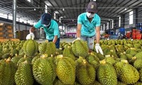 Vietnamese durian exports rake in 1.3 billion USD in H1