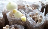 Menanam jamur, satu arah pengembangan produksi dan mencapai hasil-guna di kabupaten Kim Bang, provinsi Ha Nam
