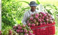 Vietnam dan Belanda menandatangani permufakatan kerjasama di bidang hortikultura