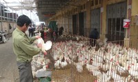 Amerika Serikat memberikan bantuan kepada Vietnam untuk meningkatkan kemampuan mencegah flu burung