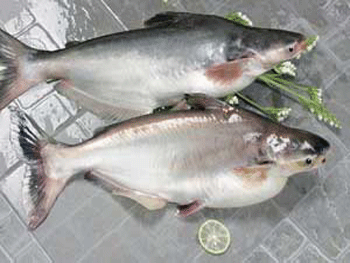 Asosiasi Ikan Patin Vietnam memprotes pemerintah Amerika Serikat yang mengenakan tarif anti dumping terhadap produk ikan Patin Vietnam