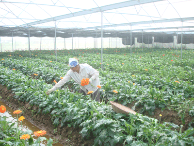 Pola koperasi tipe baru Thuy Huong turut membangun pedesaan baru