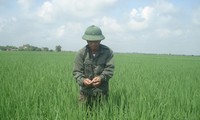 Kecamatan Thuy Ninh mengembangkan pola-pola ekonomi pedesaan