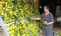 Kecamatan pegunungan Dung Phong membangun pedesaan baru dari pohon jeruk manis
