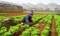 Kota Ho Chi Minh menyosialisasikan hasil pertanian organik dalam paket-paket wisata