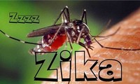 PBB membentuk Dana Mandat multi mitra untuk menghadapi Zika