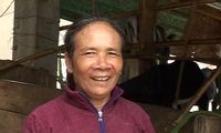 Ibu Le Thi Kim Loan, wanita yang mencapai kesejahteraan dari peternakan kambing
