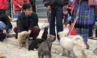 Pergi ke hari pasaran Bac Ha untuk membeli anjing dari warga etnis minoritas Mong