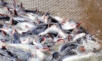 Diprakirakan Ekspor Ikan Patin Viet Nam ke Pasar-Pasr Besar Mempertahankan Laju Pertumbuhan yang Mengesankan pada Triwulan II