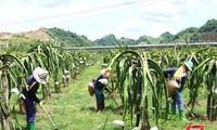 Petani Provinsi Son La Mengembangkan Kode Area Penanaman untuk Mempromosikan Ekspor Hasil Pertanian