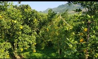 Koperasi 3T Farm, Model Ekonomi Pertanian Khas di Kabupaten Cao Phong, Provinsi Hoa Binh
