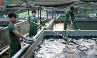 ໄຂງານວາງສະແດງສາກົນກ່ຽວກັບຂະແໜງລ້ຽງປູກສິນໃນນ້ຳ Aquaculture ຫວຽດນາມ 2017