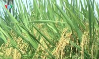 Singapur tiene muchas ventajas para la exportación del arroz vietnamita