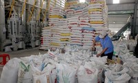Gran mercado para la exportación de arroz vietnamita