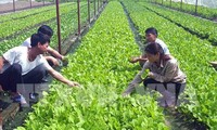 Ajustan métodos de producción agrícola en respuesta al cambio climático en Vietnam