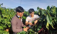 Pobladores de la etnia Bahnar se suman al nuevo modelo de producción de café 