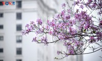 La flor de bauhinia florece temprano en Hanói