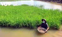 Agricultores de Dong Thap optan por la rotación de cultivos