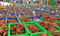 Pola Konektivitas Penanaman Buah Naga yang Aman Ubah Pemikiran Produksi Para Petani di Provinsi Tien Giang