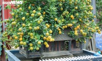 Kumquat bonsái para el Año Nuevo Lunar 2022 