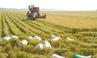 クァンナム省の農民と企業との連携による成果
