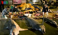 ダナン市のトースアン（Tho Xuan)魚卸売市場（２）