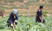 薬草栽培で富むサパの農民たち