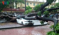 台風ディアンムーによる被害