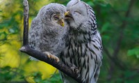 鳥類の親子愛（２）
