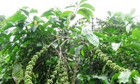 ダクラク省における持続可能なコーヒー生産地の発展